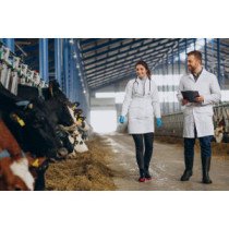 Kits de Diagnostic de Gestation